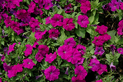 Mambo GP Violet Petunia (Petunia 'Mambo GP Violet') at A Very Successful Garden Center