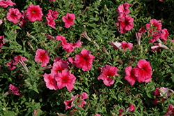 Daddy Red Petunia (Petunia 'Daddy Red') at A Very Successful Garden Center