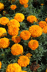 Perfection Orange Marigold (Tagetes erecta 'Perfection Orange') at A Very Successful Garden Center