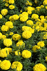 Perfection Yellow Marigold (Tagetes erecta 'Perfection Yellow') at A Very Successful Garden Center