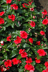 Vitalia Scarlet Vinca (Catharanthus roseus 'Vitalia Scarlet') at A Very Successful Garden Center