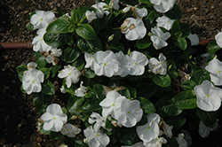 Vitalia White Vinca (Catharanthus roseus 'Vitalia White') at Lakeshore Garden Centres