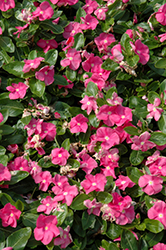 Vitalia Pink Vinca (Catharanthus roseus 'Vitalia Pink') at A Very Successful Garden Center