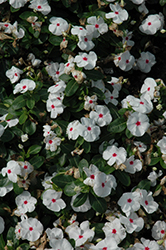 Vitalia Polka Dot Vinca (Catharanthus roseus 'Vitalia Polka Dot') at A Very Successful Garden Center