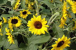 Ballad Annual Sunflower (Helianthus annuus 'Ballad') at Lakeshore Garden Centres