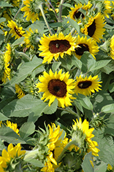 Sunsation Flame Sunflower (Helianthus annuus 'Sunsation Flame') at A Very Successful Garden Center
