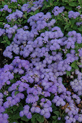 Cloud Nine Blue Flossflower (Ageratum 'Cloud Nine Blue') at A Very Successful Garden Center