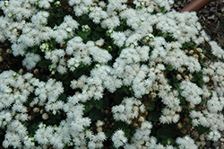Cloud Nine White Flossflower (Ageratum 'Cloud Nine White') at A Very Successful Garden Center