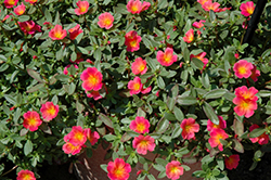 SunDome Rose Portulaca (Portulaca 'SunDome Rose') at Lakeshore Garden Centres