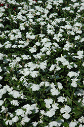 Valiant Pure White Vinca (Catharanthus roseus 'Valiant Pure White') at Lakeshore Garden Centres