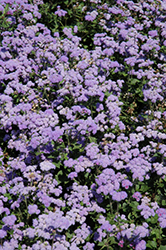 High Tide Blue Flossflower (Ageratum 'PAS347557') at A Very Successful Garden Center
