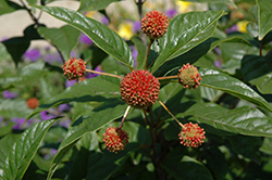Button Bush (Cephalanthus occidentalis) at A Very Successful Garden Center