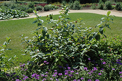 Button Bush (Cephalanthus occidentalis) at A Very Successful Garden Center