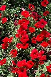 Trilogy Red Petunia (Petunia 'Trilogy Red') at Lakeshore Garden Centres