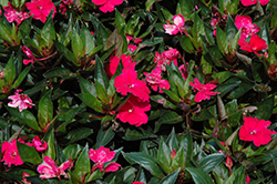 Sun Harmony Deep Pink New Guinea Impatiens (Impatiens 'Sun Harmony Deep Pink') at A Very Successful Garden Center