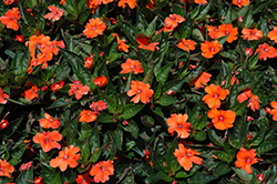 Sun Harmony Orange New Guinea Impatiens (Impatiens 'Sun Harmony Orange') at A Very Successful Garden Center