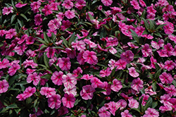 Bounce Pink Flame Impatiens (Impatiens 'Balboufink') at A Very Successful Garden Center