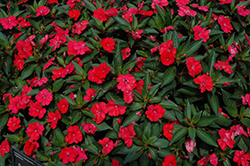 SunPatiens Spreading Scarlet Red New Guinea Impatiens (Impatiens 'SunPatiens Spreading Scarlet Red') at Lakeshore Garden Centres