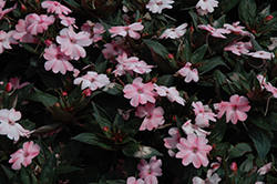 SunPatiens Compact Blush Pink New Guinea Impatiens (Impatiens 'SakimP013') at A Very Successful Garden Center
