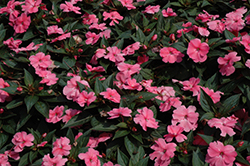 SunPatiens Compact Pink New Guinea Impatiens (Impatiens 'SunPatiens Compact Pink') at Lakeshore Garden Centres