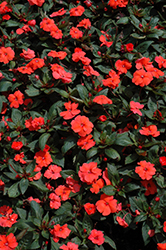 SunPatiens Compact Hot Coral New Guinea Impatiens (Impatiens 'SakimP026') at The Mustard Seed