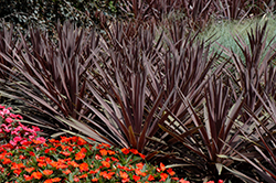 Red Sensation Grass Palm (Cordyline australis 'Red Sensation') at A Very Successful Garden Center