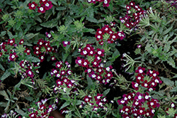 Quartz XP Violet with Eye Verbena (Verbena 'Quartz XP Violet with Eye') at A Very Successful Garden Center