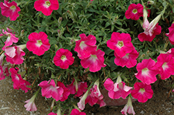 Flash Mob Pinkceptional Petunia (Petunia 'Flash Mob Pinkceptional') at A Very Successful Garden Center