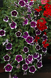 Cascadias Rim Violet Petunia (Petunia 'Cascadias Rim Violet') at A Very Successful Garden Center