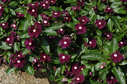 Jams 'N Jellies Blackberry Vinca (Catharanthus roseus 'PAS926830') at A Very Successful Garden Center