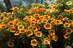 Crave Sunset Calibrachoa (Calibrachoa 'Crave Sunset') at A Very Successful Garden Center