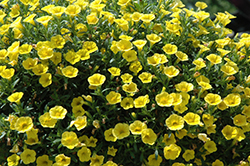 MiniFamous Pure Yellow Calibrachoa (Calibrachoa 'MiniFamous Pure Yellow') at Lakeshore Garden Centres