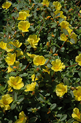SunDome Yellow Portulaca (Portulaca 'SunDome Yellow') at A Very Successful Garden Center