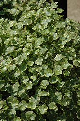 Variegated Pennywort (Hydrocotyle sibthorpioides 'Variegata') at A Very Successful Garden Center