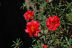 Happy Trails Deep Red Portulaca (Portulaca grandiflora 'Happy Trails Deep Red') at A Very Successful Garden Center