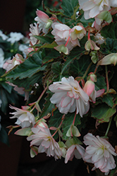 I'Conia Miss Montreal Begonia (Begonia 'I'Conia Miss Montreal') at Lakeshore Garden Centres