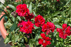 Dynasty Red Pinks (Dianthus 'Dynasty Red') at Stonegate Gardens