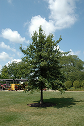 Shingle Oak (Quercus imbricaria) at Stonegate Gardens