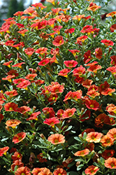 Can-Can Red Splash Calibrachoa (Calibrachoa 'Can-Can Red Splash') at A Very Successful Garden Center
