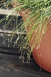Live Wire Fiber Optic Grass (Isolepis cernua 'Live Wire') at A Very Successful Garden Center