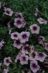 Famous Berry Sorbet Petunia (Petunia 'Famous Berry Sorbet') at A Very Successful Garden Center