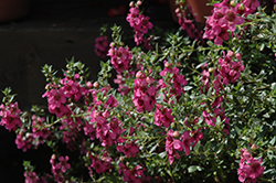 Alonia Big Dark Pink Angelonia (Angelonia angustifolia 'Alonia Big Dark Pink') at Lakeshore Garden Centres