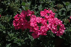 Vanessa Deep Pink Verbena (Verbena 'Vanessa Deep Pink') at A Very Successful Garden Center