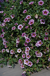 Noa Violet Glint Calibrachoa (Calibrachoa 'Noa Violet Glint') at Lakeshore Garden Centres