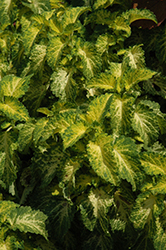 Party Time Lime Coleus (Solenostemon scutellarioides 'Party Time Lime') at Lakeshore Garden Centres
