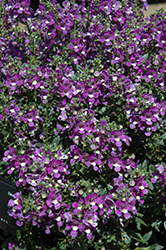 Alonia Big Violet Angelonia (Angelonia angustifolia 'Alonia Big Violet') at A Very Successful Garden Center
