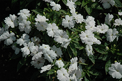 Divine White Blush New Guinea Impatiens (Impatiens hawkeri 'Divine White Blush') at A Very Successful Garden Center
