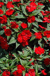 Divine Scarlet Red New Guinea Impatiens (Impatiens hawkeri 'Divine Scarlet Red') at A Very Successful Garden Center