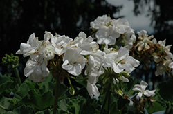 Allure White Geranium (Pelargonium 'Allure White') at Lakeshore Garden Centres