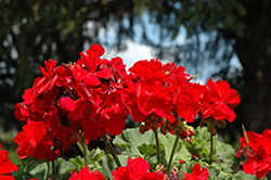 Dynamo Dark Red Geranium (Pelargonium 'Dynamo Dark Red') at A Very Successful Garden Center